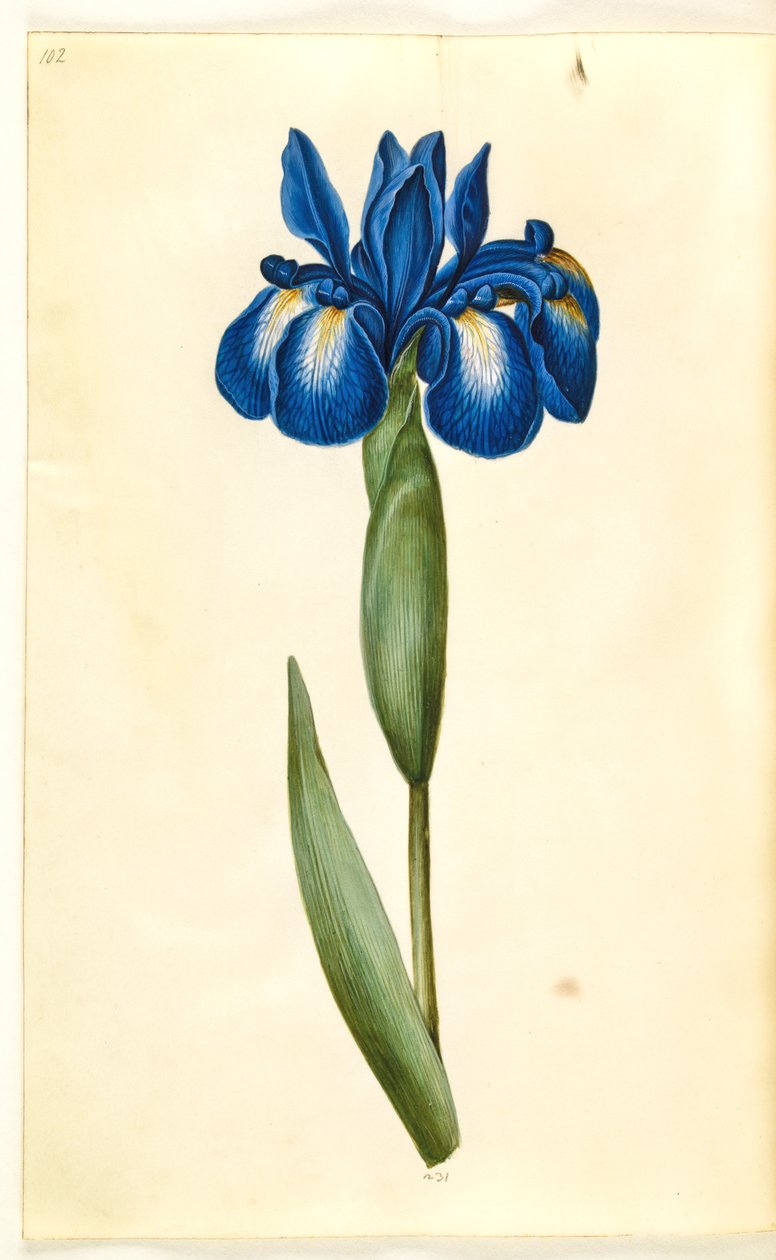 Iris latifolia (englanniksi iris) tekijältä Hans Simon Holtzbecker