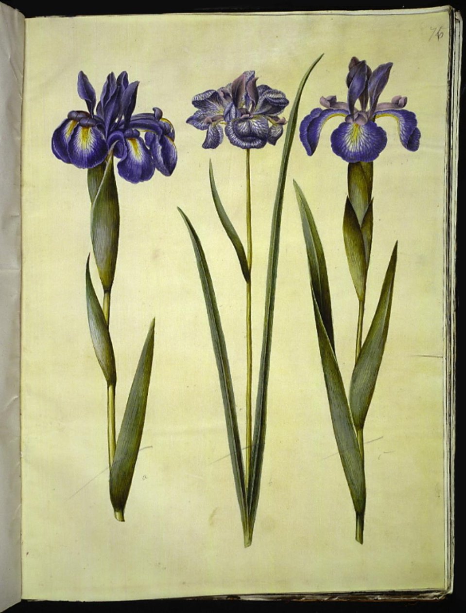 Iris latifolia (englanniksi iris); Iris sibirica (Siperian iiris) tekijältä Hans Simon Holtzbecker