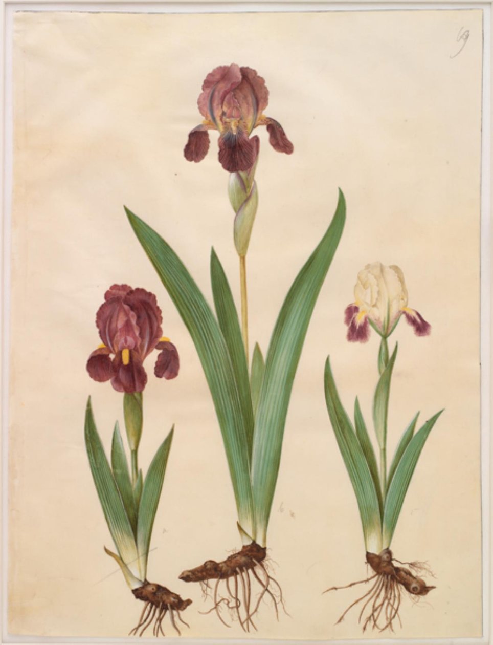 Iris × lurida (iiris-hybridi) tekijältä Hans Simon Holtzbecker