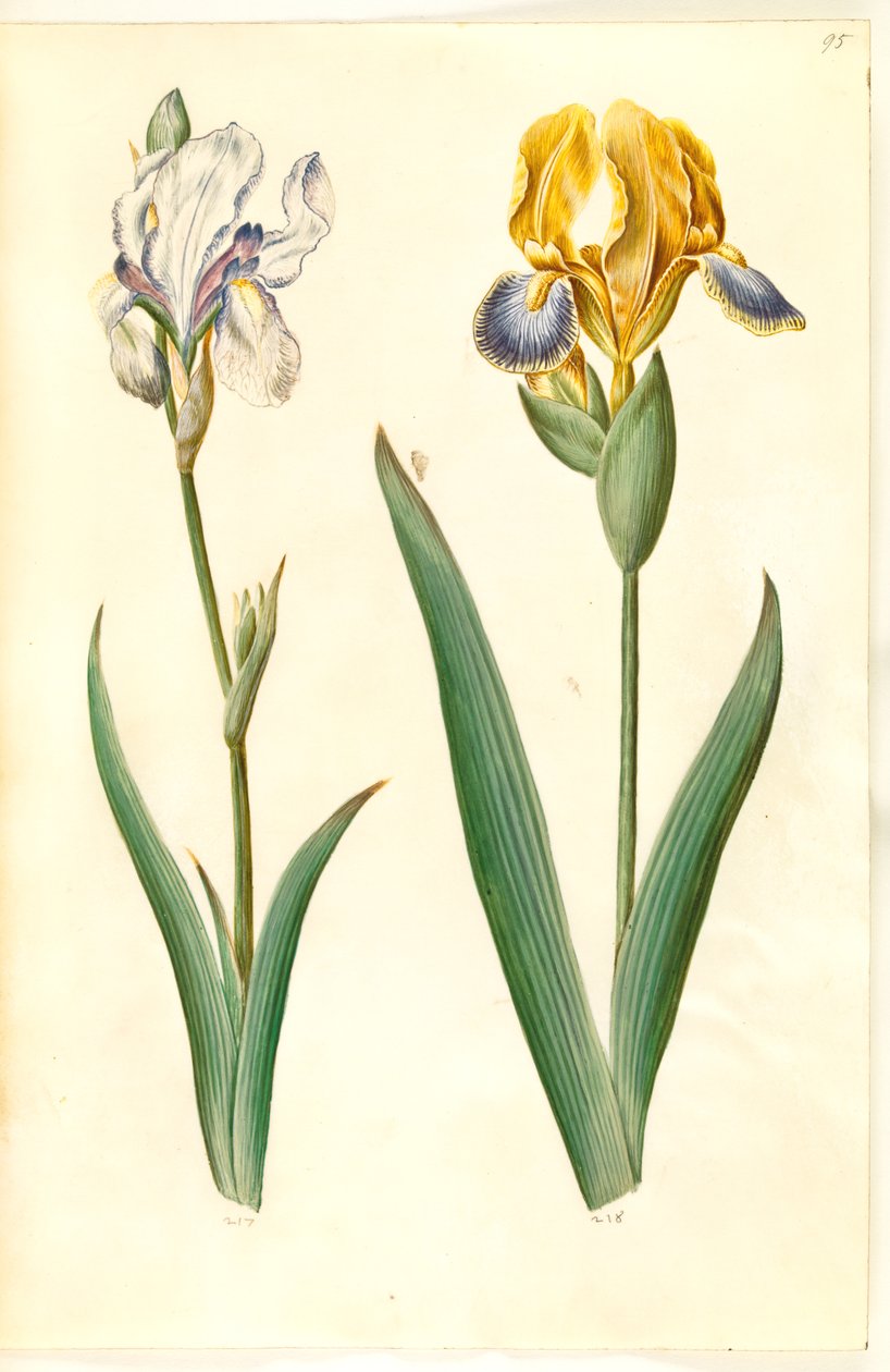 Vaalea iiris (bleg iris); kirjava iiris (broget iris) tekijältä Hans Simon Holtzbecker