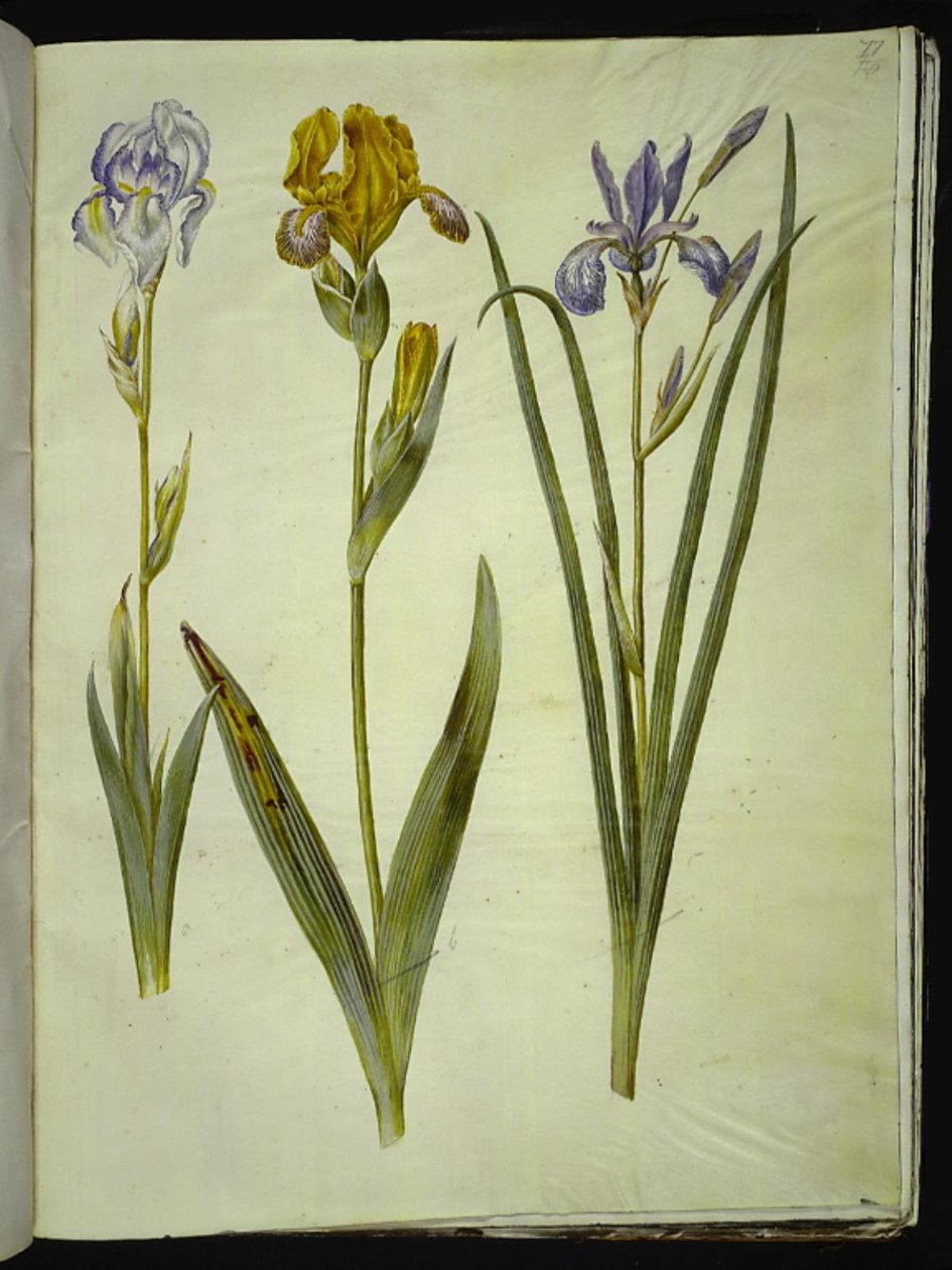 Vaalea iiris (bleg iris); kirjava iiris (broget iris); Siperian iiris tekijältä Hans Simon Holtzbecker