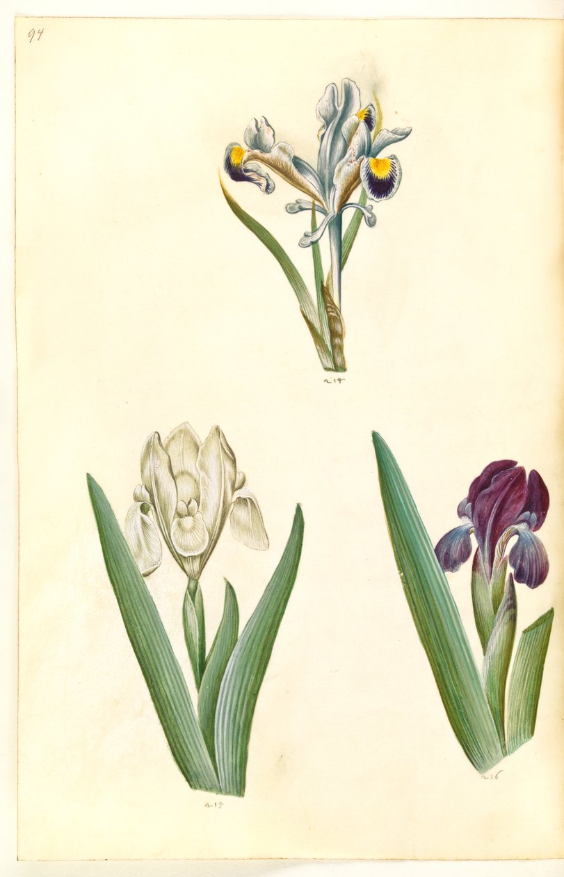 Iris persica (Persian iiris); Iris lutescens tai Iris pumila (?) (kääpiöiiris tai matala iiris) tekijältä Hans Simon Holtzbecker