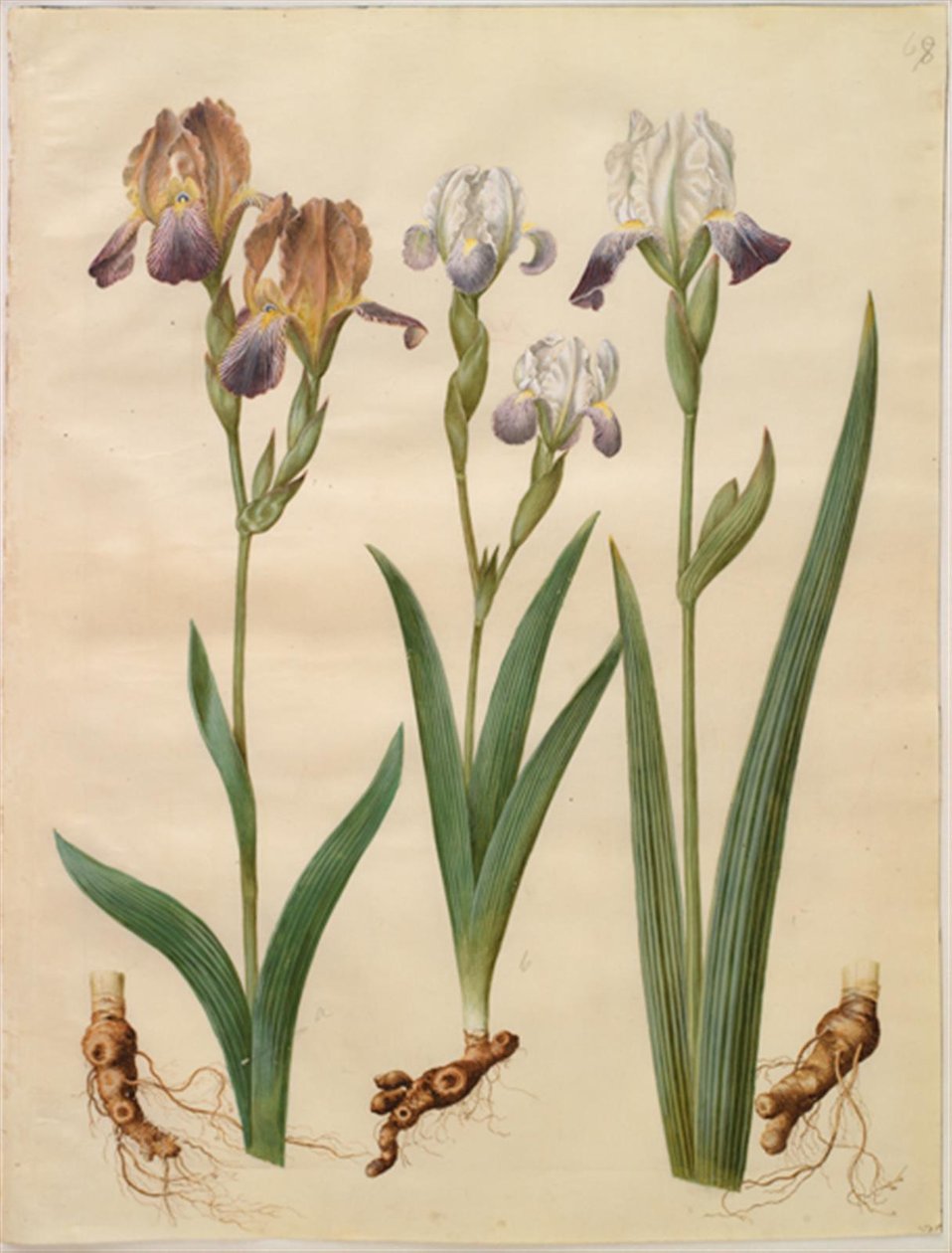 Iris × sambucina (hyllyiiris); Iris ×amoena (iirishybridi) tekijältä Hans Simon Holtzbecker