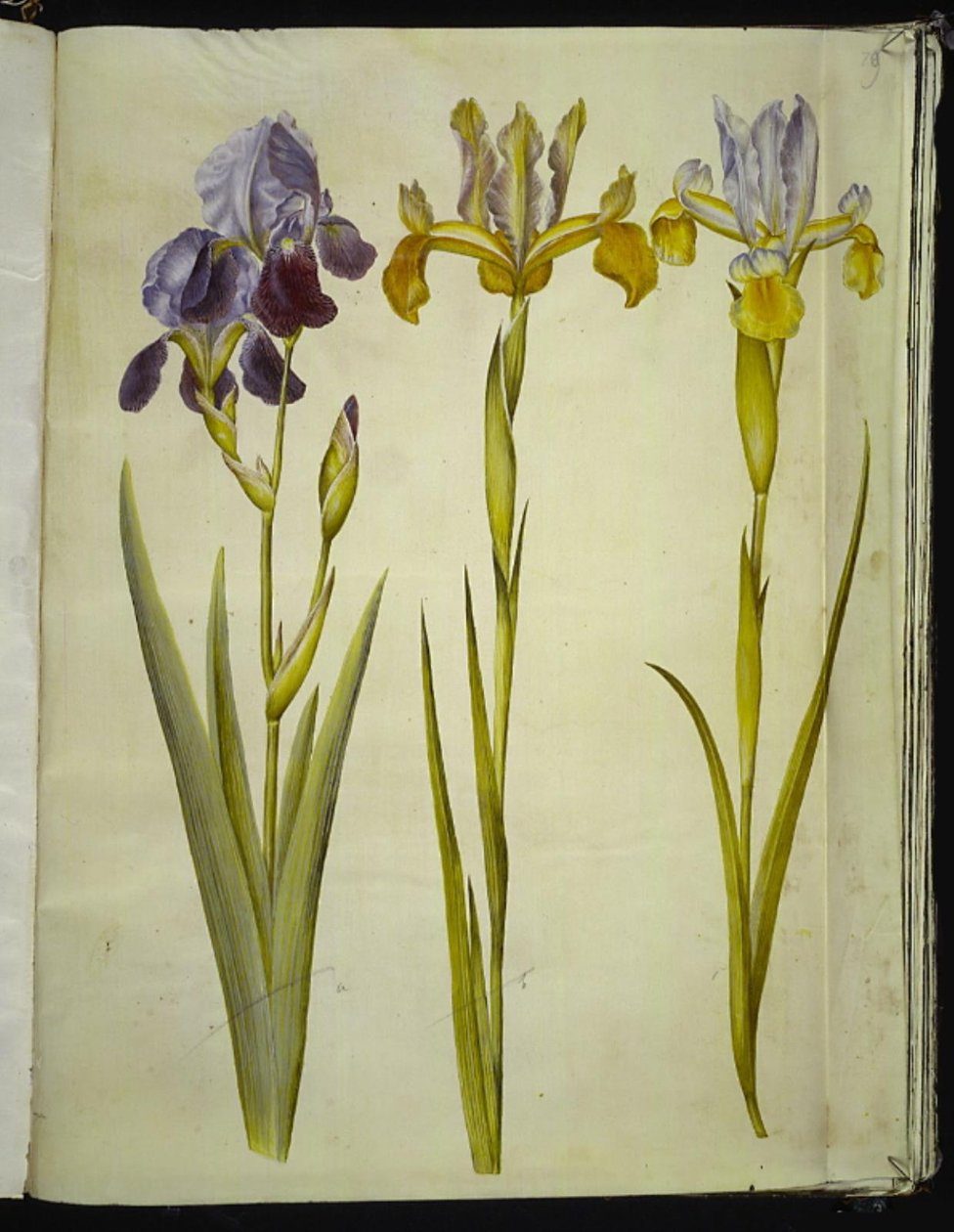Iris × sambucina (hyllyiiris); Iris latifolia (englanniksi iris) tekijältä Hans Simon Holtzbecker