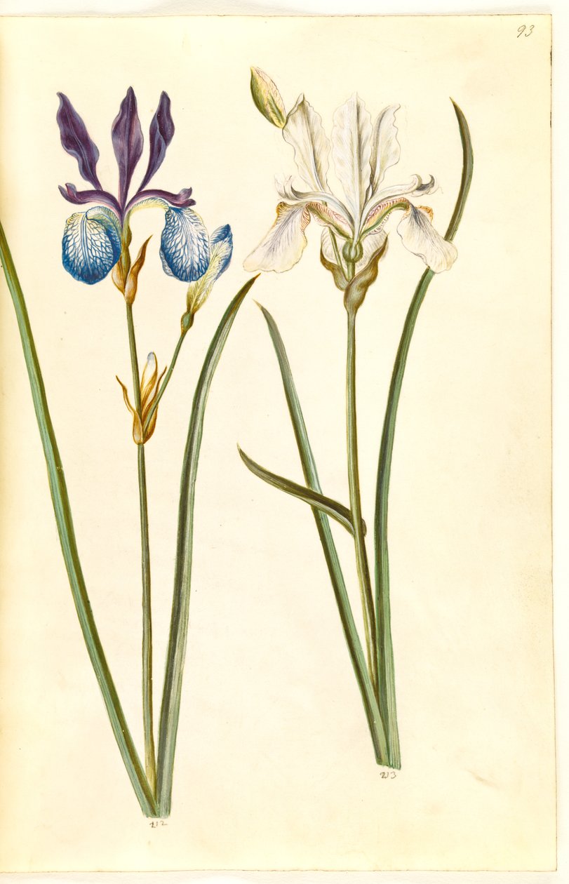 Iris sibirica (sibirisk iris) tekijältä Hans Simon Holtzbecker