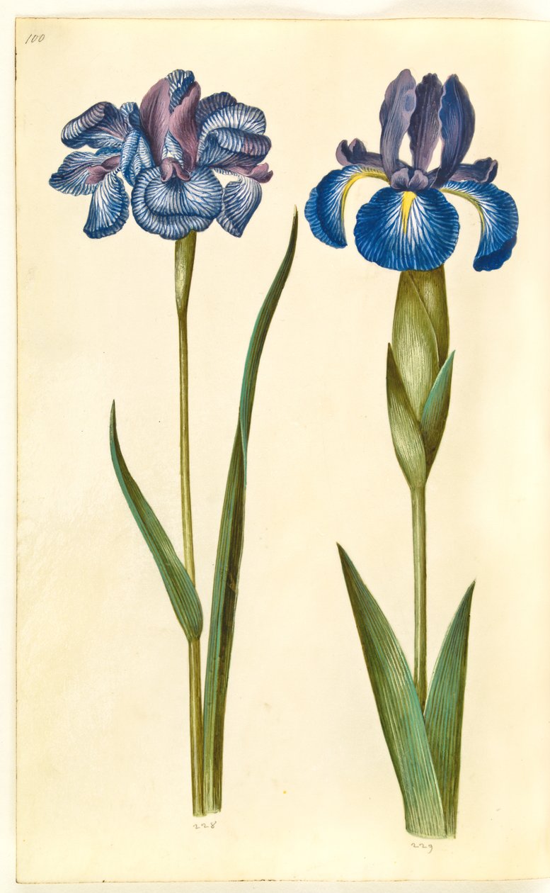 Iris sibirica (Siperian iiris); Iris latifolia (englanniksi iris) tekijältä Hans Simon Holtzbecker