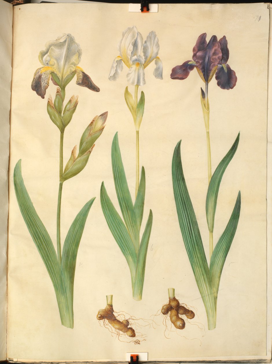 Iris × squalens (iiris-hybridi); Iris (iiris) tekijältä Hans Simon Holtzbecker