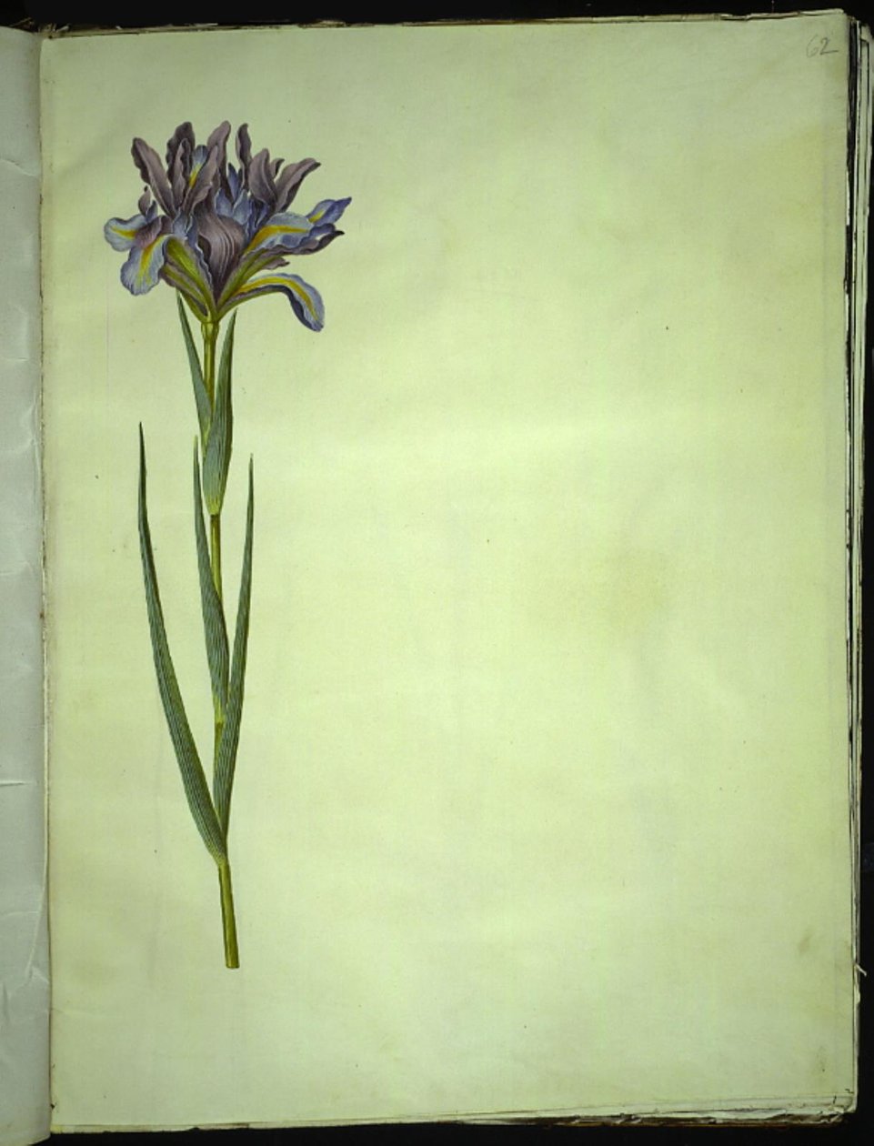 Iris xiphium (espanjalainen iiris) tekijältä Hans Simon Holtzbecker