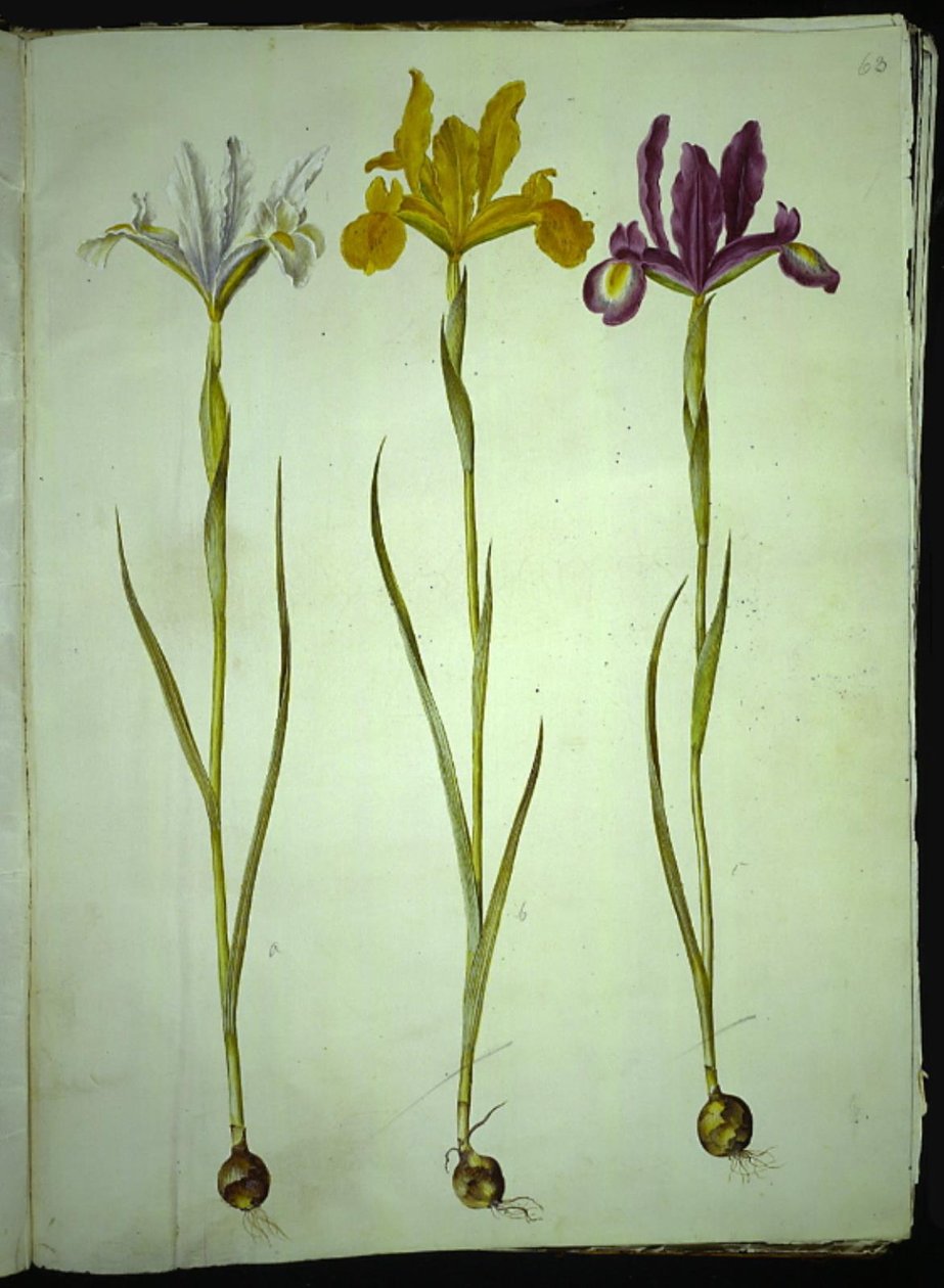 Iris xiphium (espanjalainen iiris) tekijältä Hans Simon Holtzbecker