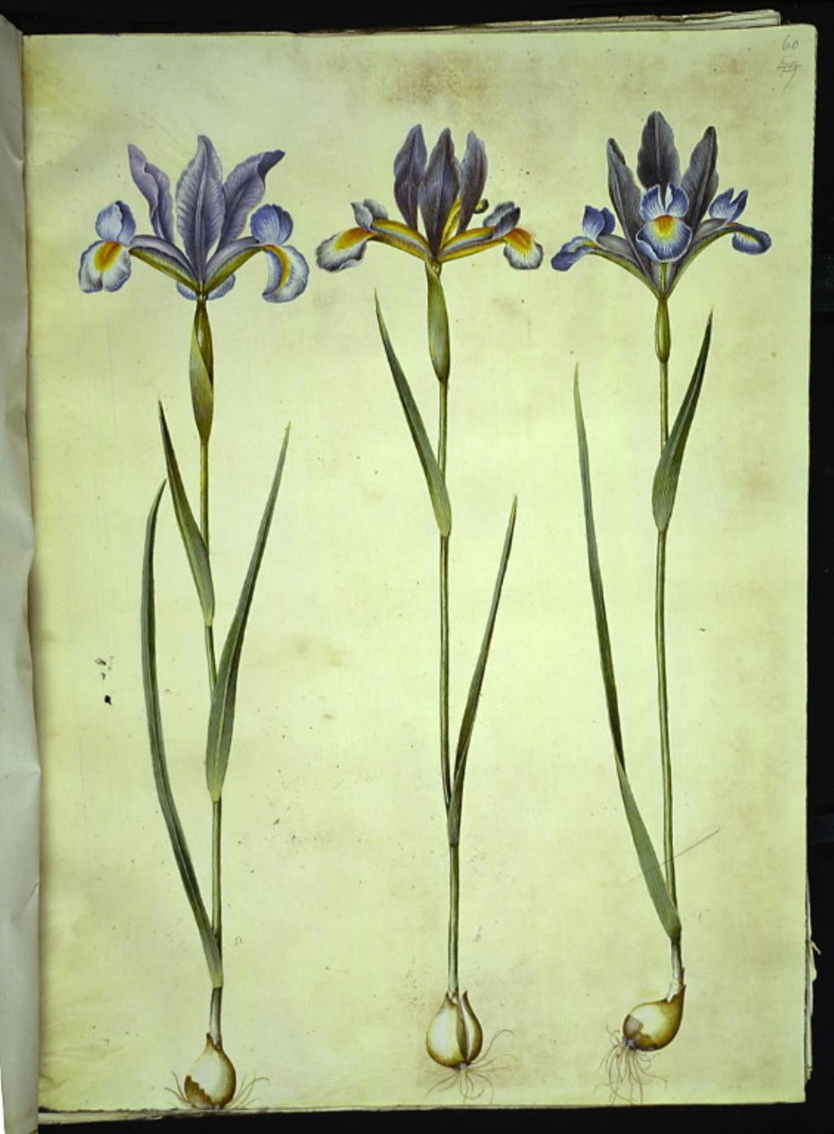 Iris xiphium (espanjalainen iiris) tekijältä Hans Simon Holtzbecker