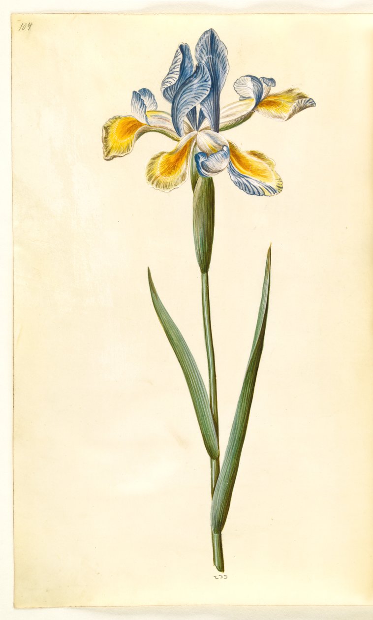 Iris xiphium (espanjalainen iiris) tekijältä Hans Simon Holtzbecker