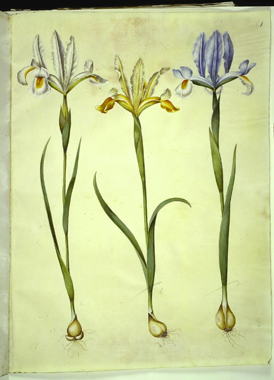 Iris xiphium (espanjalainen iris) tai Iris latifolia (englanniksi iris); Iris xiphium (espanjalainen iiris) tekijältä Hans Simon Holtzbecker
