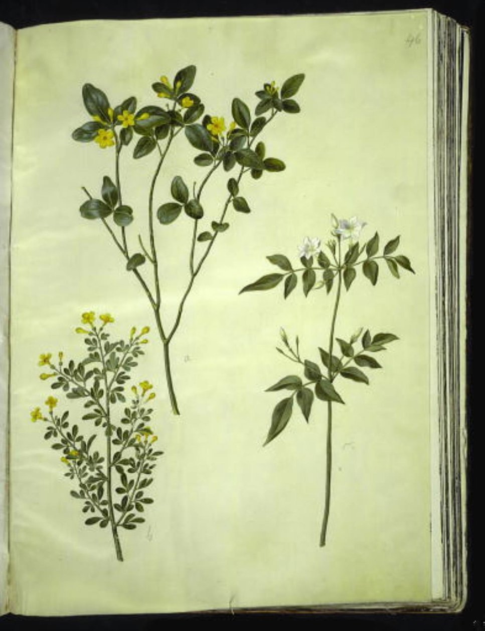 Jasminum odoratissimus (stue-jasmin); Jasmiinipensas (busk-jasmin); Jasminum grandiflorum (duft-jasmin) tekijältä Hans Simon Holtzbecker