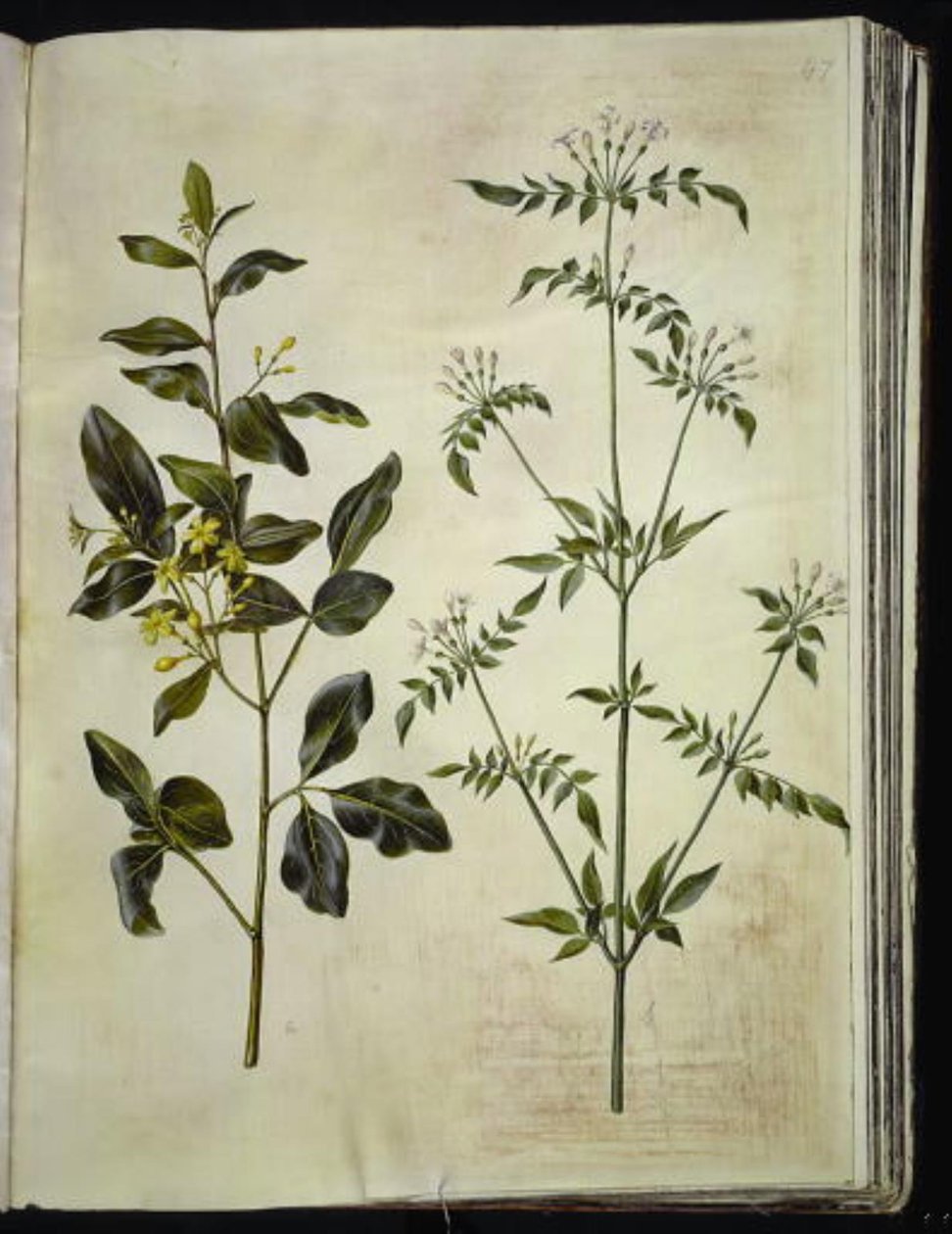 Jasminum odoratissimus (stue-jasmin); Jasminum officinale (lège-jasmin) tekijältä Hans Simon Holtzbecker