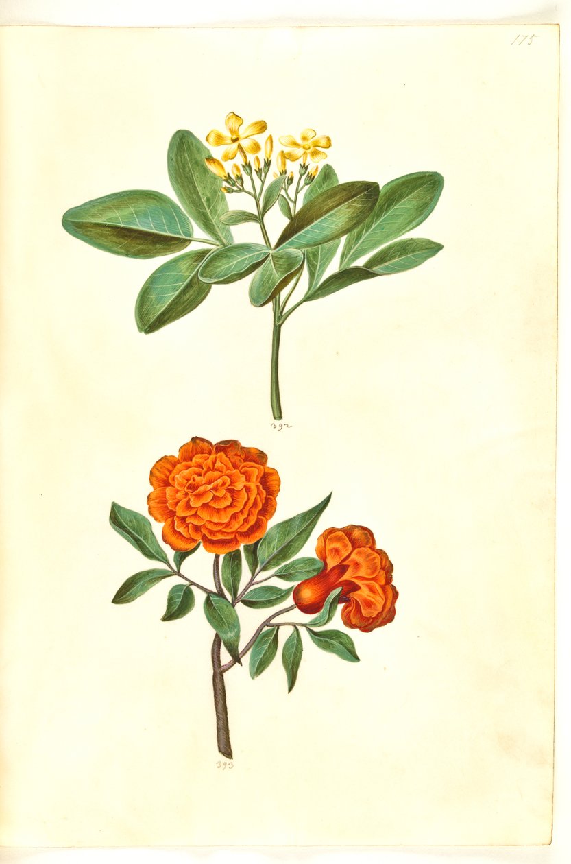Jasminum odoratissimus (stue-jasmin); Punica-granaatti (granaatti) tekijältä Hans Simon Holtzbecker