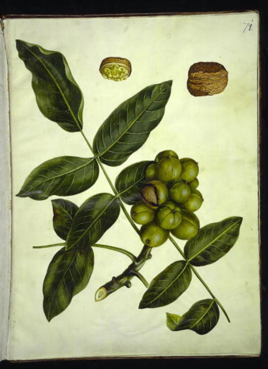 Juglans regia (tavallinen saksanpähkinä) tekijältä Hans Simon Holtzbecker