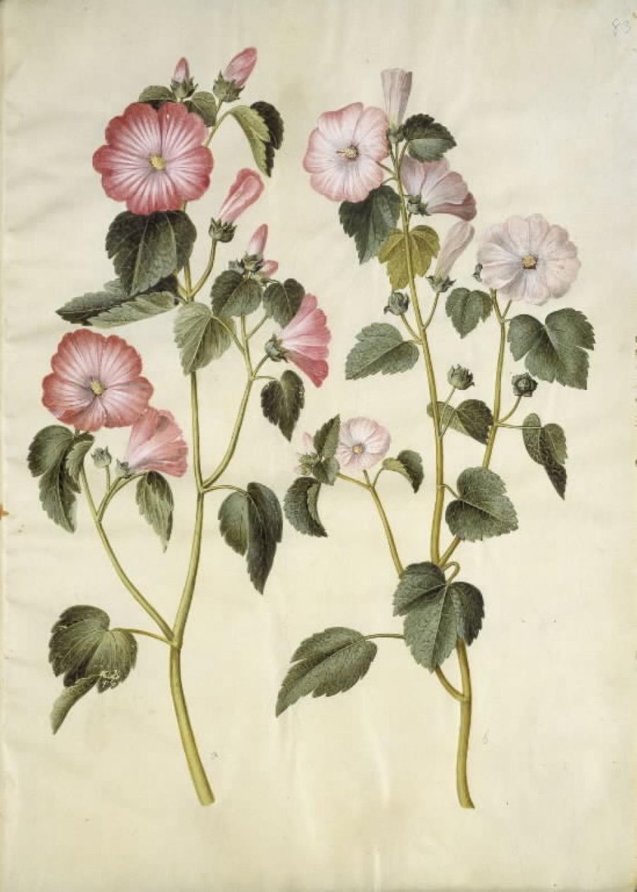 Lavatera trimestris (mamelukmato) tekijältä Hans Simon Holtzbecker