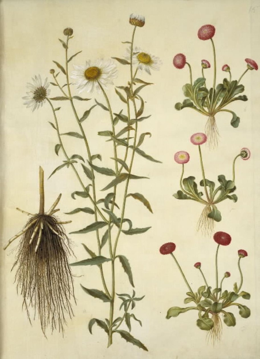Leucanthemum vulgare (valkoinen häränsilmä); Bellis perennis (tavallinen päivänkakkara) tekijältä Hans Simon Holtzbecker