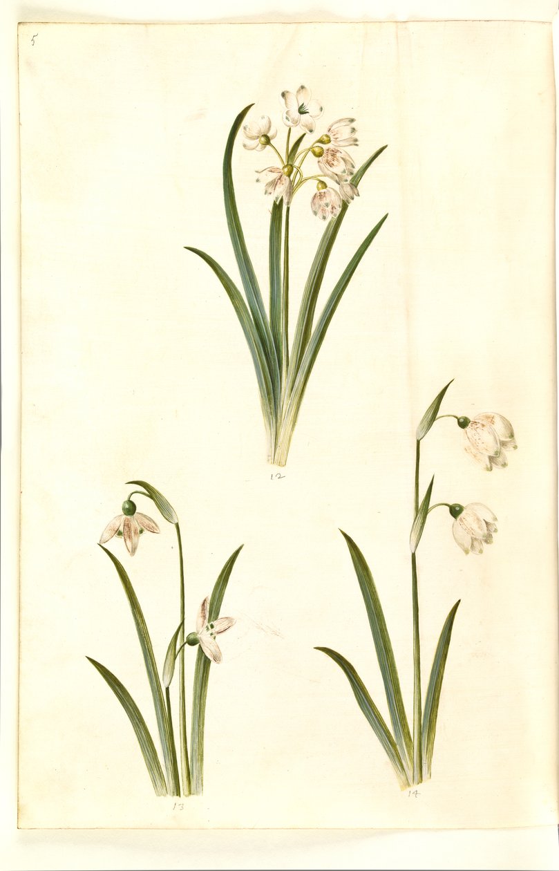 Leucojum aestivum (kesäluumu); Galanthus nivalis (tavallinen lumikello); Leucojum vernum (Dorotea lily) tekijältä Hans Simon Holtzbecker