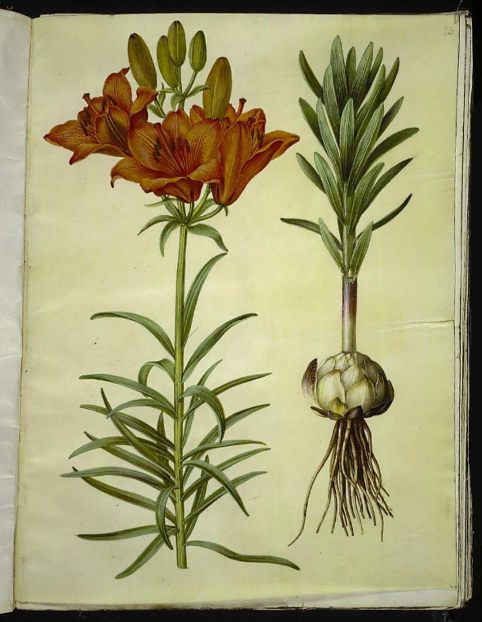 Lilium bulbiferum (tuli lilja) tekijältä Hans Simon Holtzbecker