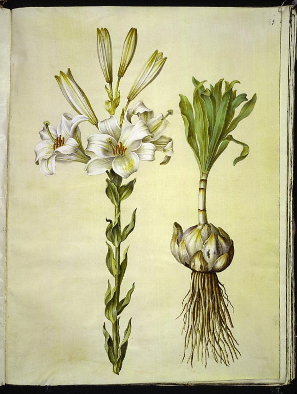 valkoinen lilja (madonna-lilje) tekijältä Hans Simon Holtzbecker