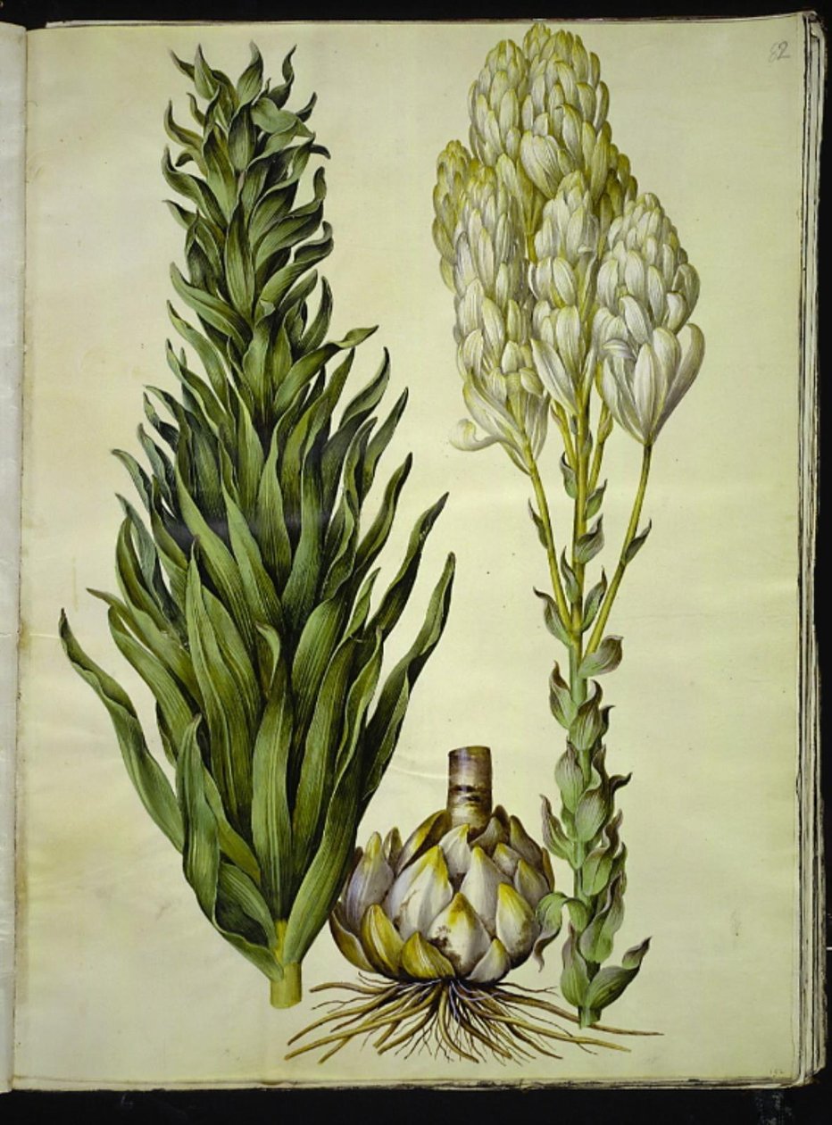 valkoinen lilja (madonna-lilje) tekijältä Hans Simon Holtzbecker