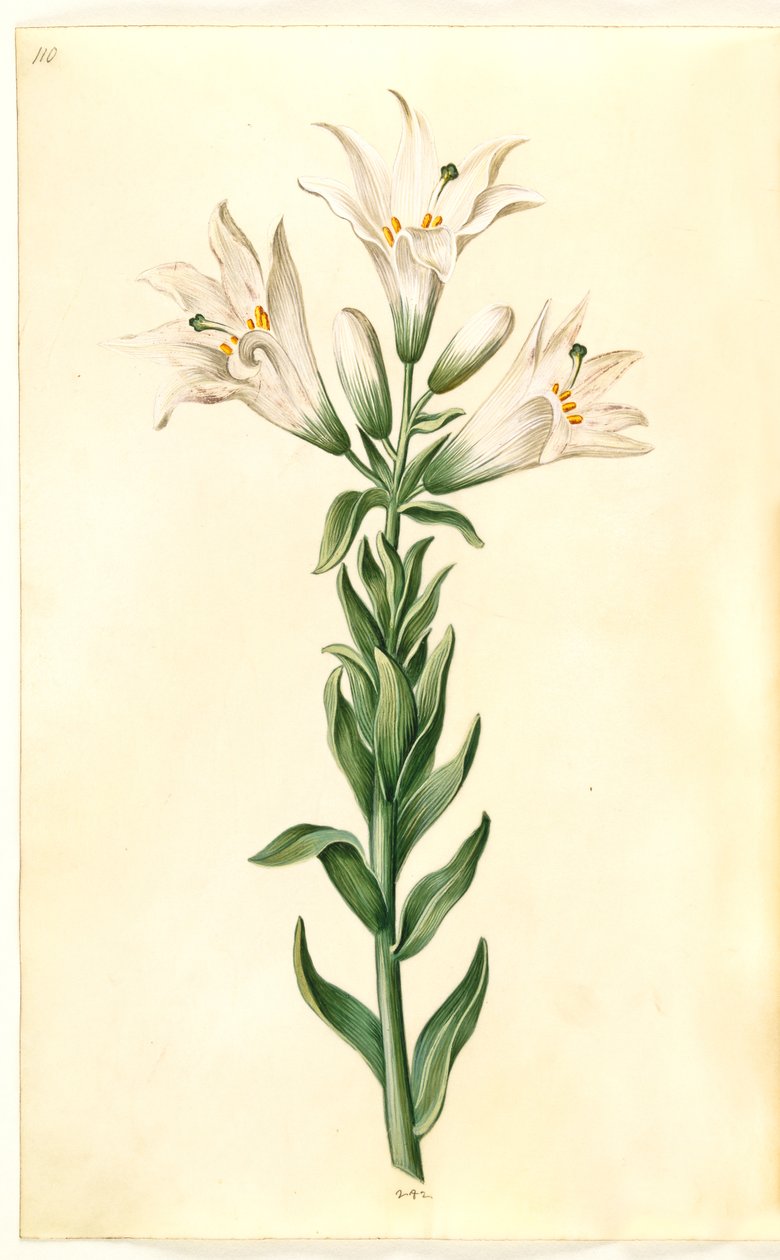 valkoinen lilja (madonna-lilje) tekijältä Hans Simon Holtzbecker