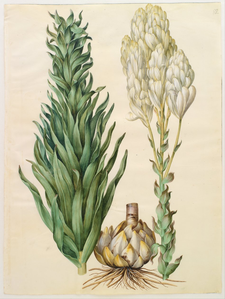 Lilium candidum monstrosum tekijältä Hans Simon Holtzbecker