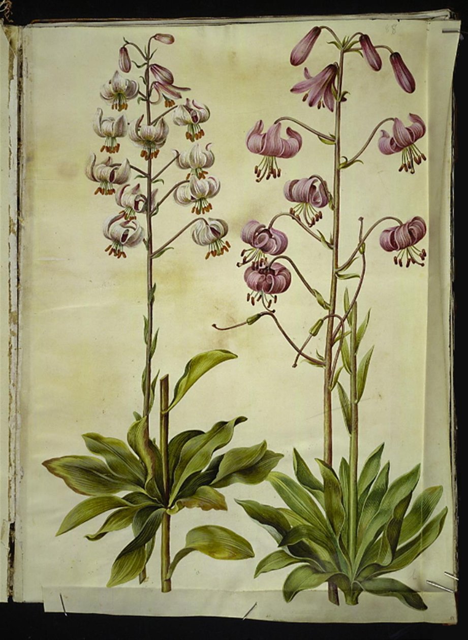 Lilium martagon (seppele lilja) tekijältä Hans Simon Holtzbecker