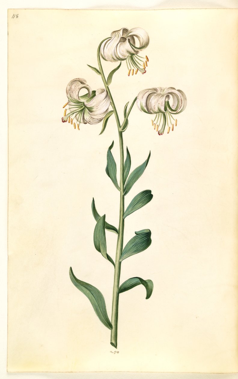 Lilium martagon (seppele lilja) tekijältä Hans Simon Holtzbecker