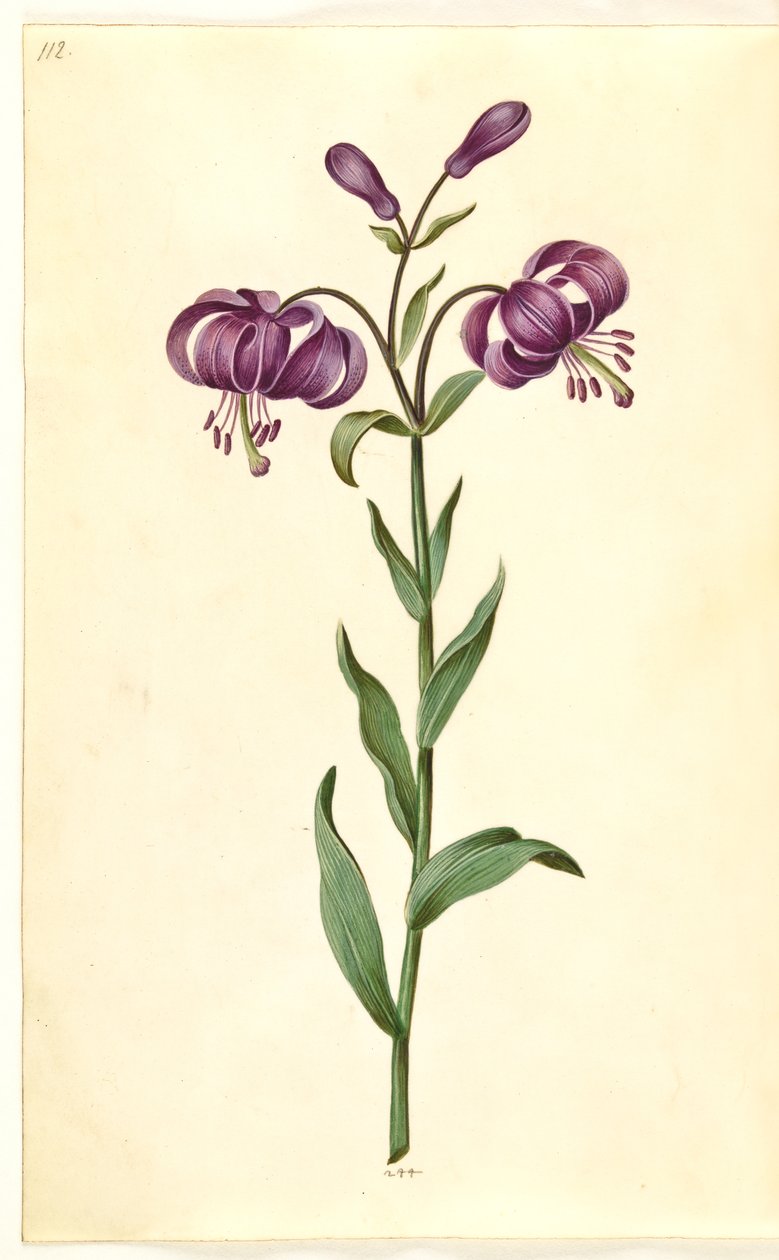 Lilium martagon (seppele lilja) tekijältä Hans Simon Holtzbecker