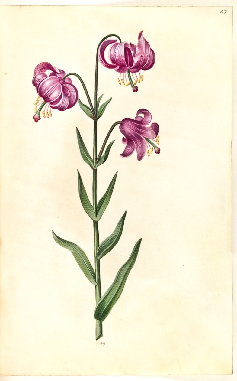 Lilium martagon (seppele lilja) tekijältä Hans Simon Holtzbecker