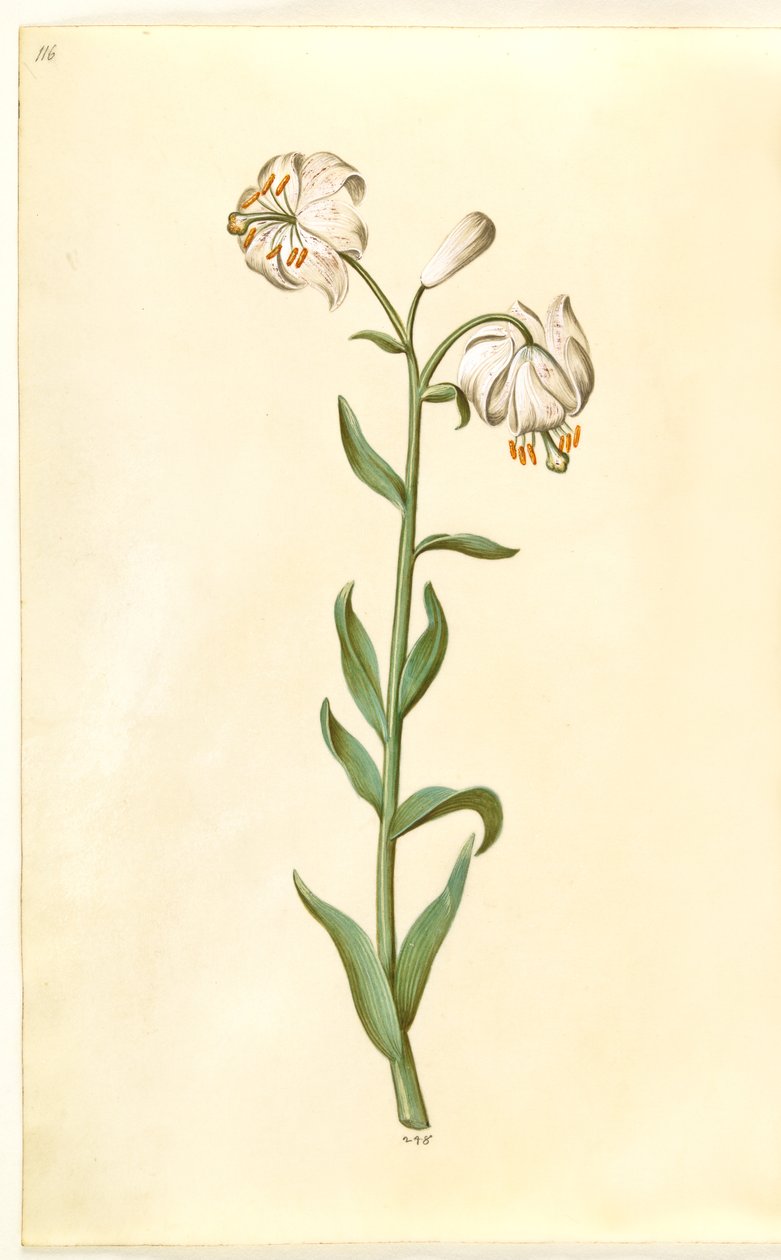 Lilium martagon (seppele lilja) tekijältä Hans Simon Holtzbecker