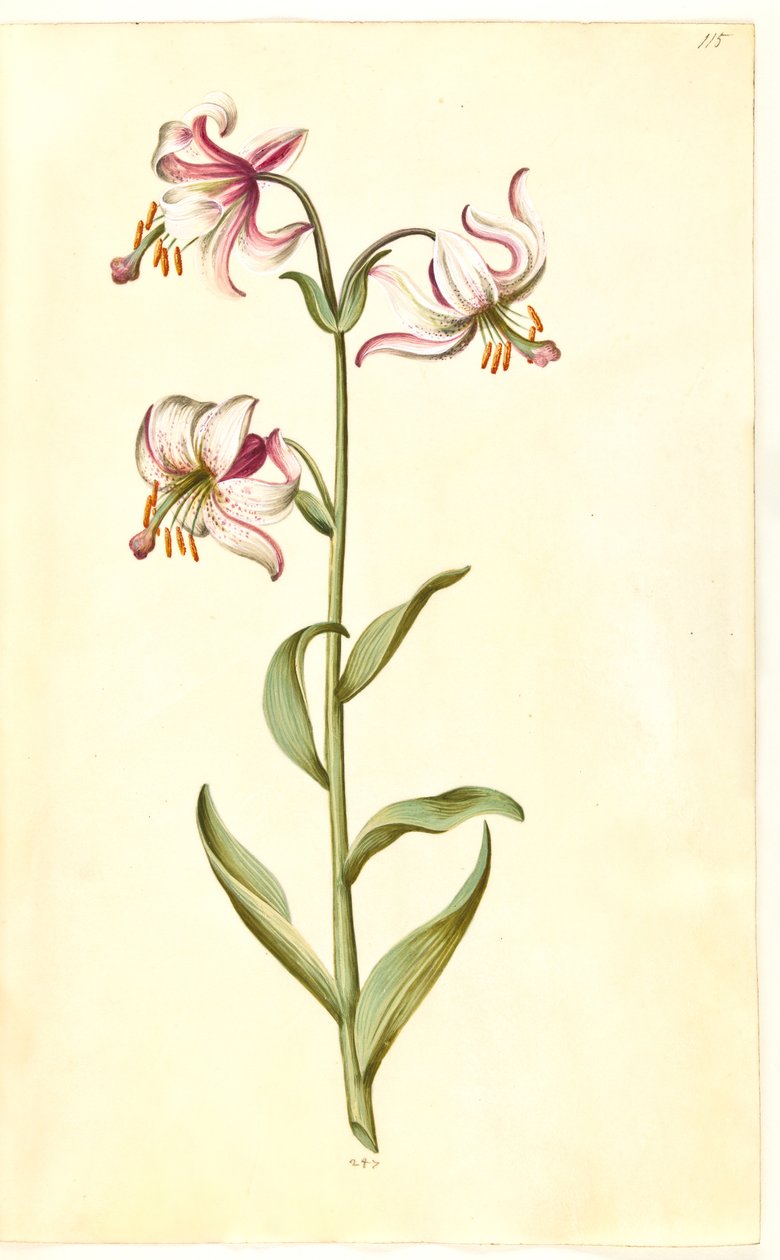 Lilium martagon (seppele lilja) tekijältä Hans Simon Holtzbecker