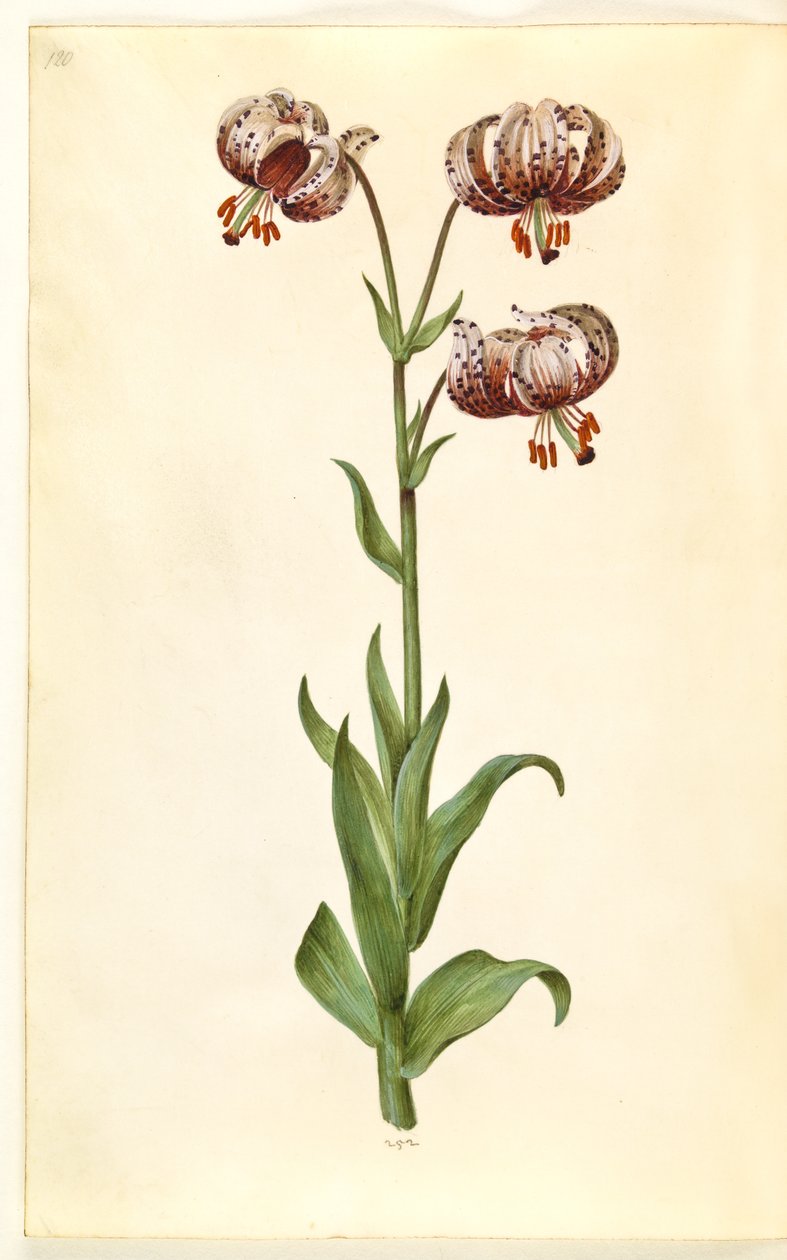 Lilium martagon (seppele lilja) tekijältä Hans Simon Holtzbecker