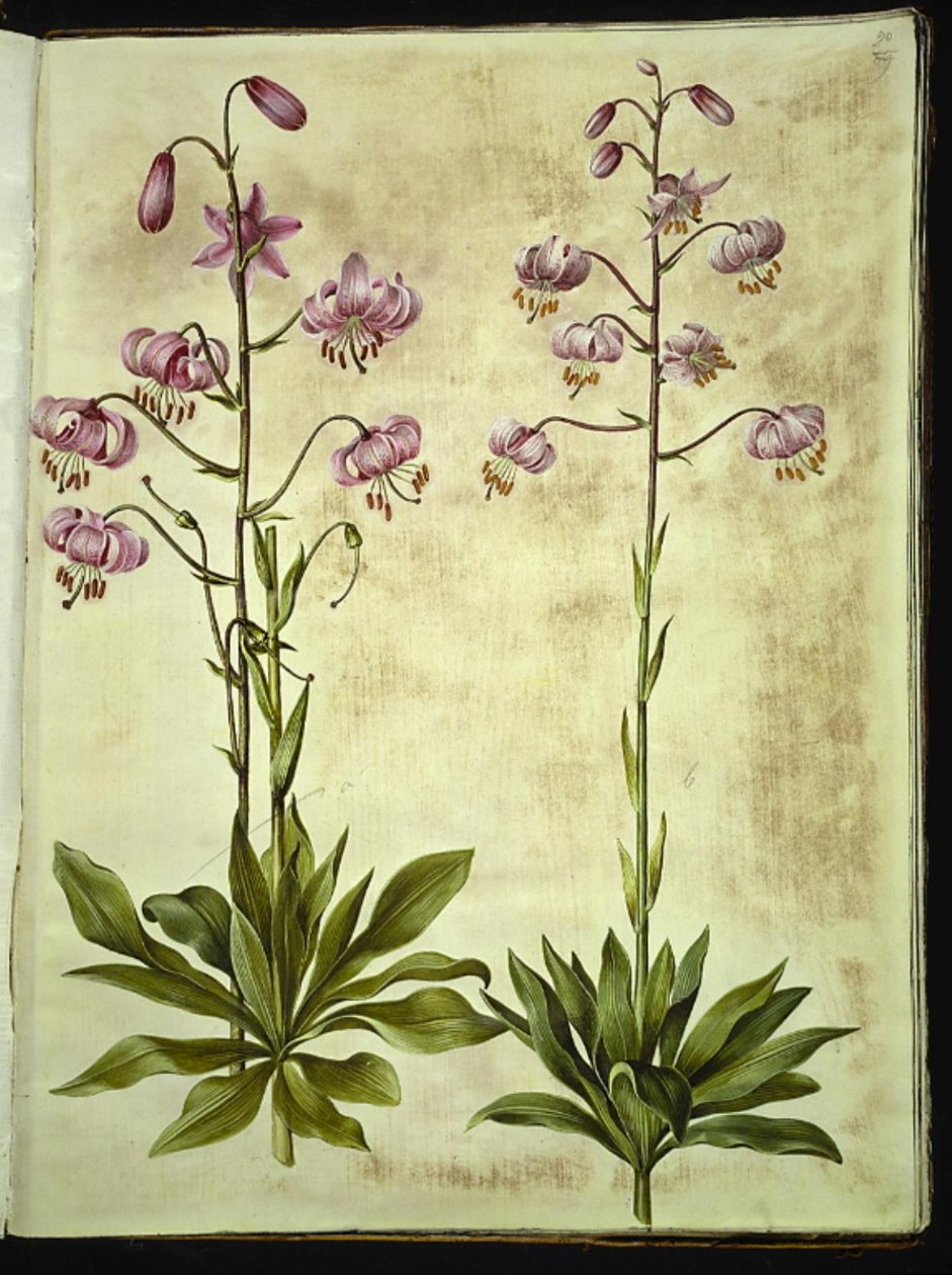 Lilium martagon (seppele lilja) tekijältä Hans Simon Holtzbecker