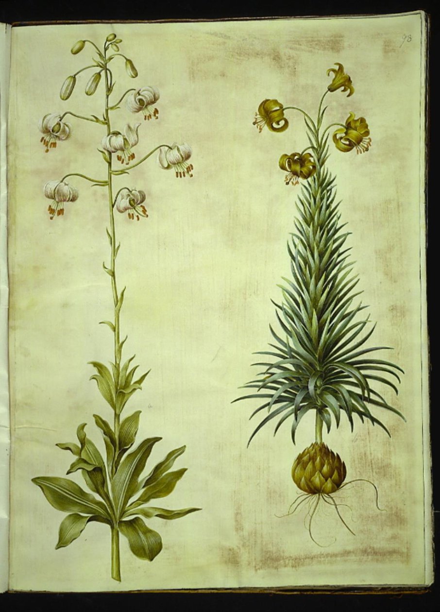 Lilium martagon (seppele lilja); Lilium pyrenaicum (Pyreneen lilja) tekijältä Hans Simon Holtzbecker