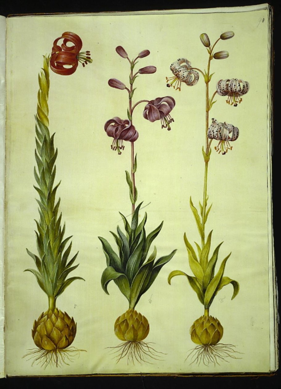 Lily pomponium (pompon-lilje); Martagon lilja (krans-lilje) tekijältä Hans Simon Holtzbecker