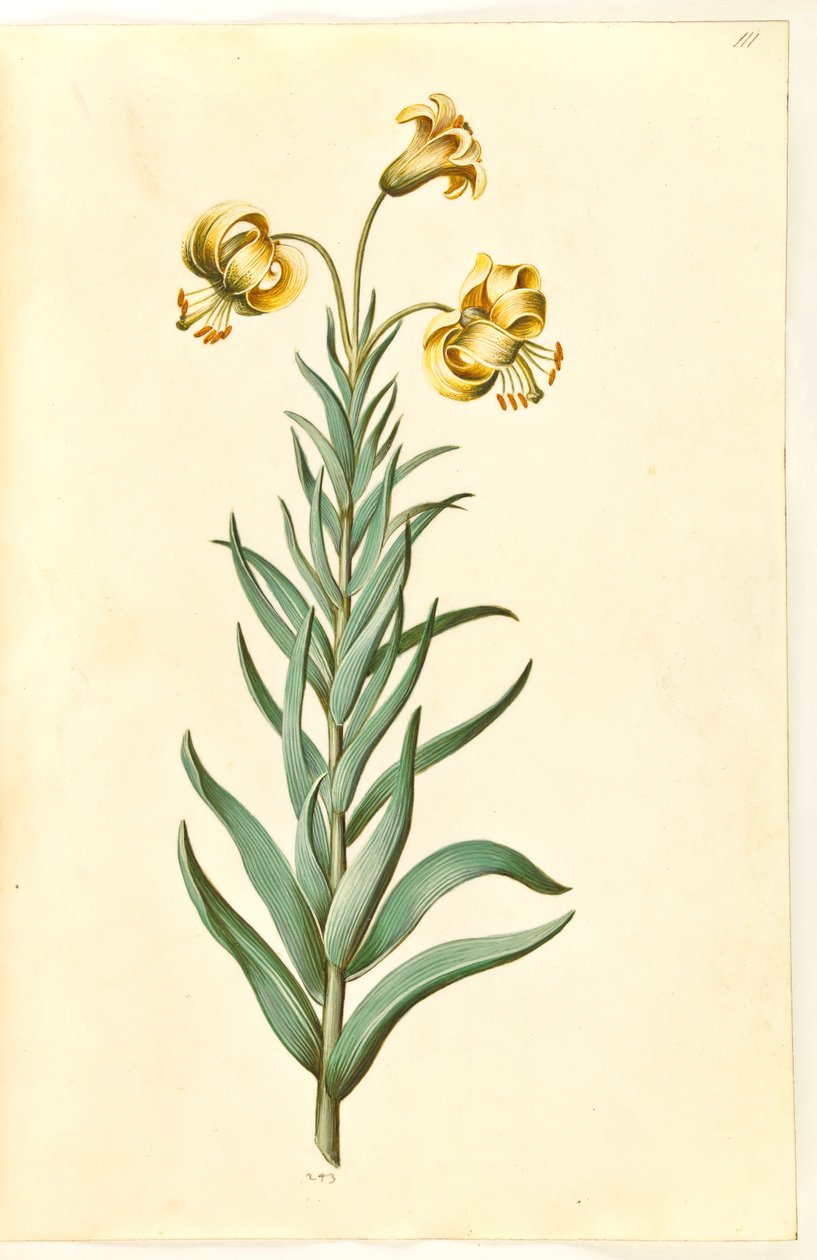 Lilium pyrenaicum (Pyreneen lilja) tekijältä Hans Simon Holtzbecker