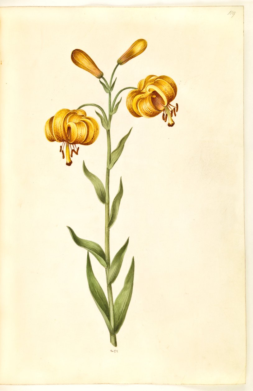 Lilium pyrenaicum (Pyreneen lilja) tekijältä Hans Simon Holtzbecker