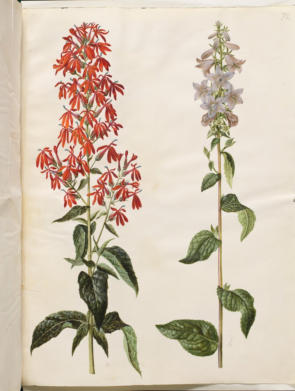 Lobelia cardinalis (kardinallobelia); Campanula latifolia (leveälehtinen kello) tekijältä Hans Simon Holtzbecker