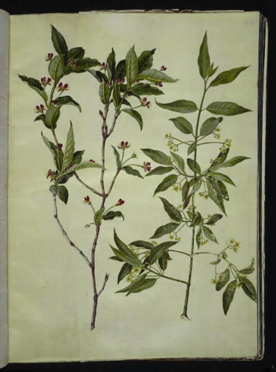 Lonicera alpigena (alppivuohen lehti); Euonymus europaeus (tavallinen luupuu) tekijältä Hans Simon Holtzbecker