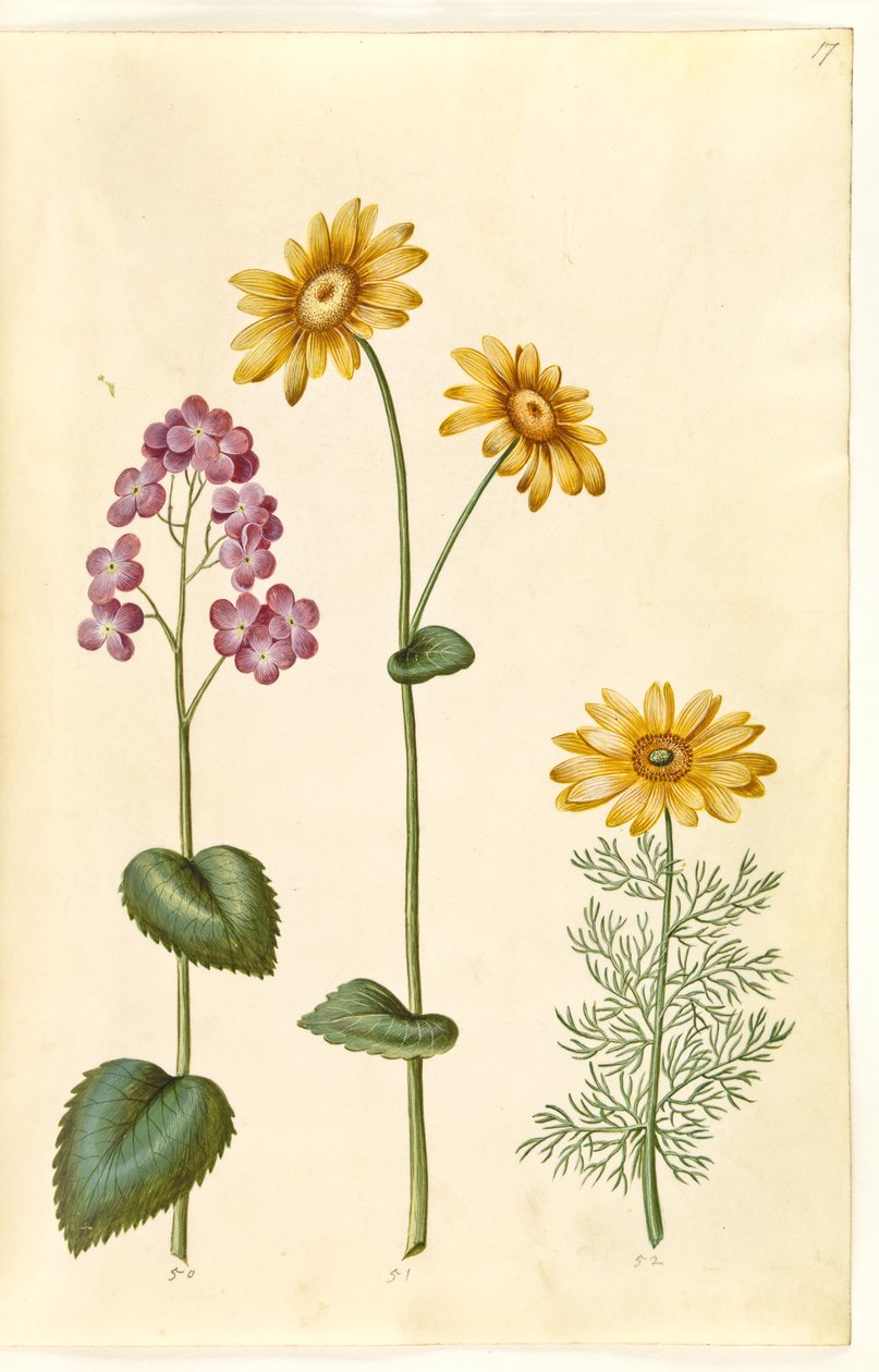 Kuun yksivuotiset kasvit (judaspenge); Doronicum pardalianches (hjertebladet gemserod); Kevät Adonis (vår-adonis) tekijältä Hans Simon Holtzbecker