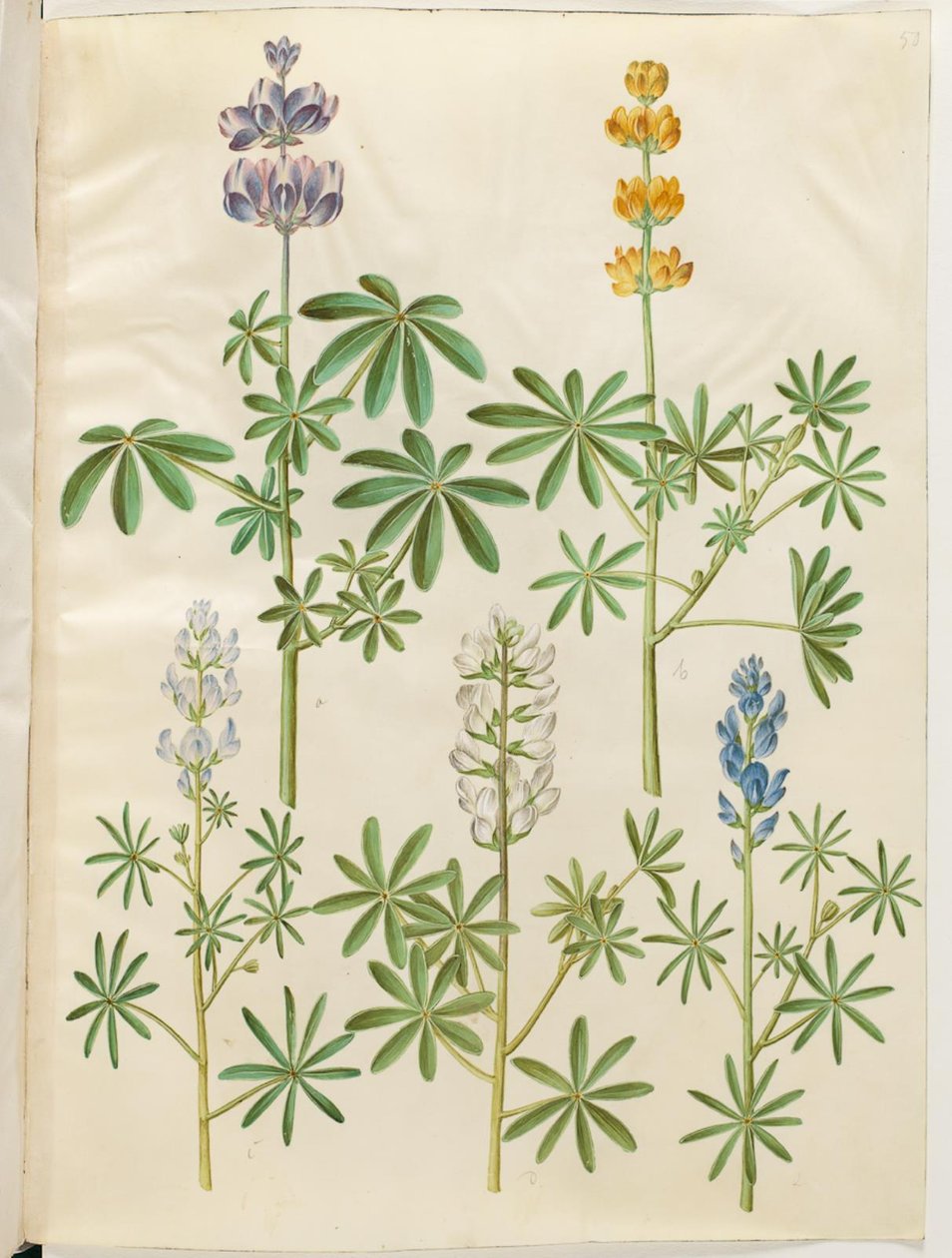 Karvainen susi (blå lupin); Keltainen lupiini (gul lupiini); Lupinus tightfolius (pieniteräinen lupiini); Valkoinen lupiini (valkoinen lupiini) tekijältä Hans Simon Holtzbecker