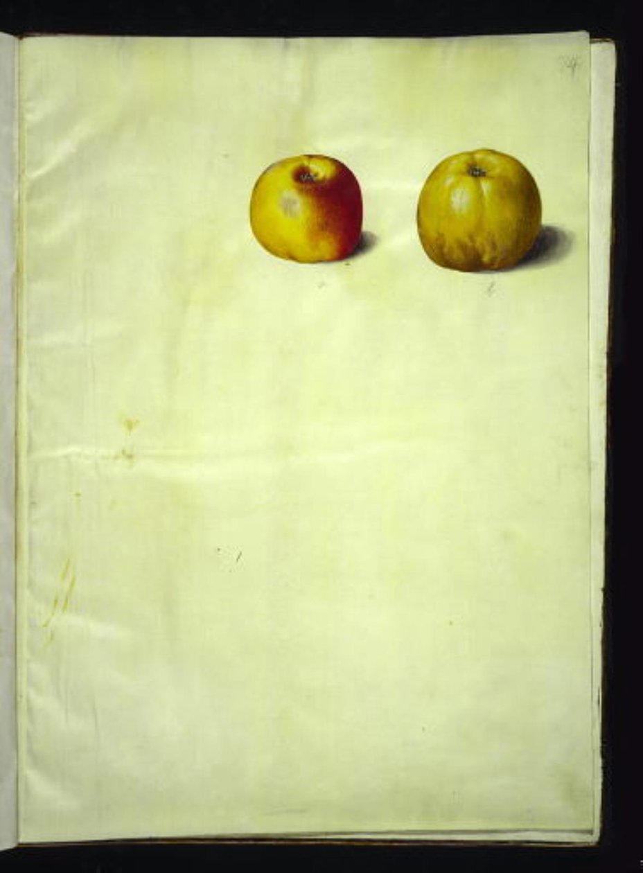 Malus domestica (tavallinen omena) tekijältä Hans Simon Holtzbecker
