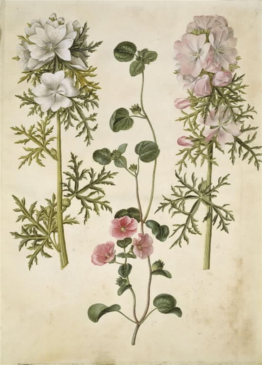 Malva moschata (moskus-katost); Malva eller Malope (art af katost eller malope) tekijältä Hans Simon Holtzbecker
