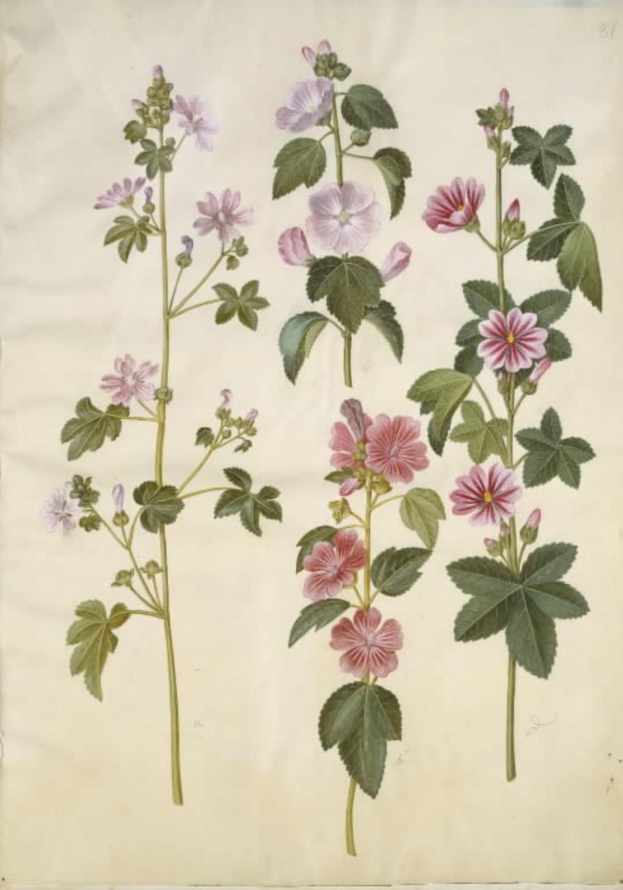 Malva sylvestris (tavallinen kissajuusto); Lavatera thuringiaca (saksan poppeliruusu) tekijältä Hans Simon Holtzbecker