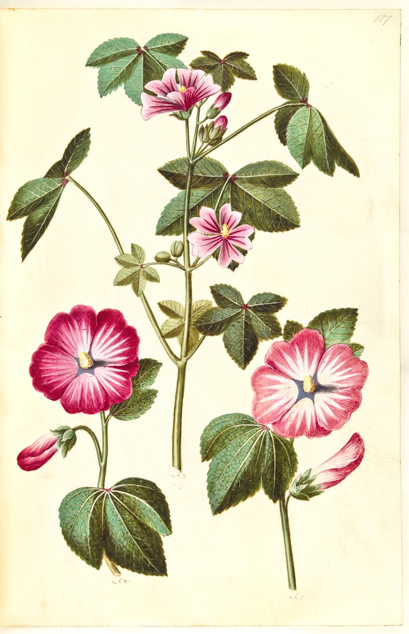 Malva sylvestris (tavallinen kissajuusto); Lavatera trimestris (mamelukmato) tekijältä Hans Simon Holtzbecker