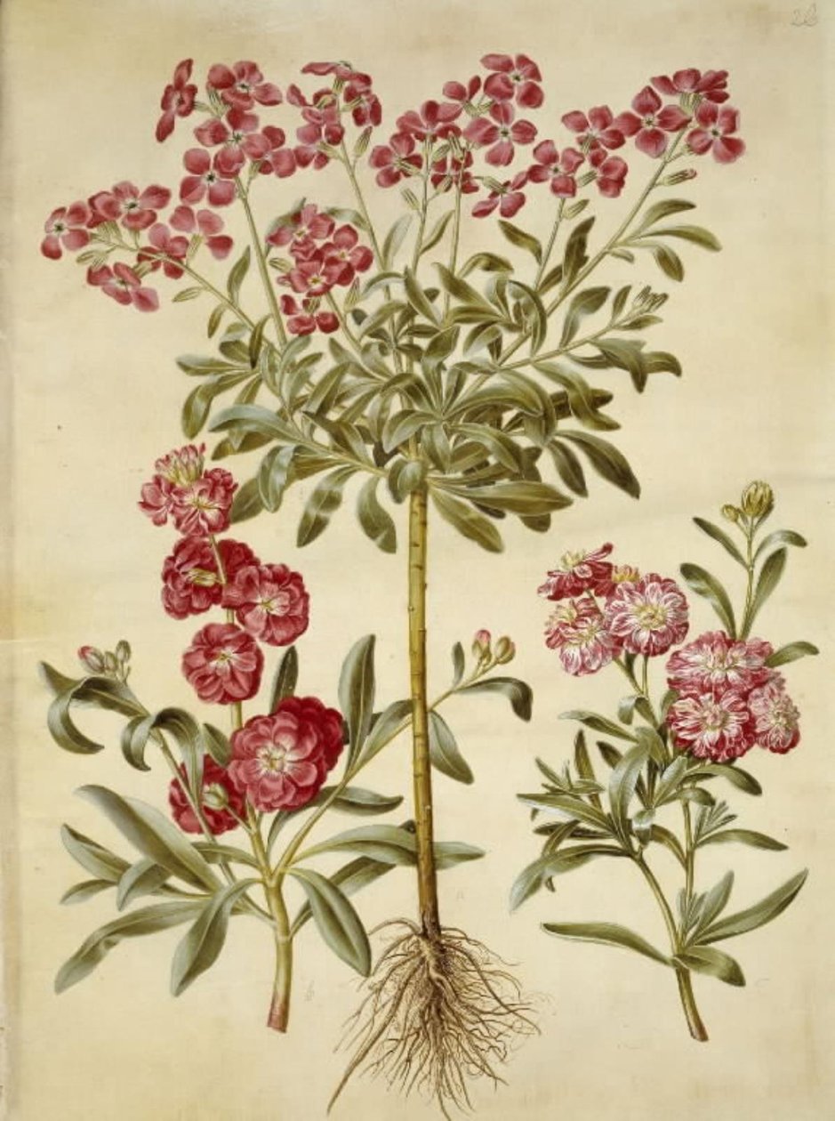 Matthiola incana (vinter-levkøj) tekijältä Hans Simon Holtzbecker