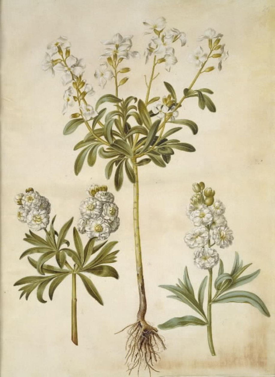 Matthiola incana (vinter-levkøj) tekijältä Hans Simon Holtzbecker
